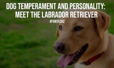 Dog Temperament and Personality Meet The Labrador Retriever