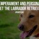 Dog Temperament and Personality Meet The Labrador Retriever
