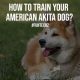 How to Train Your American Akita Dog